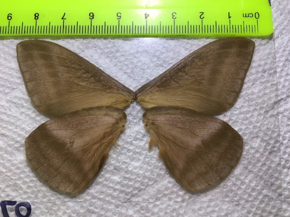 LPSA2 07 A+/ A Dirphia ? Saturniidae Moths