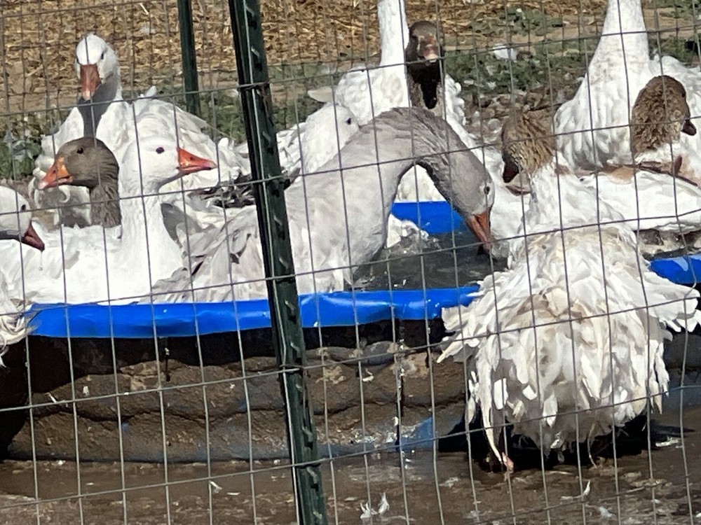 Sebastopol Goose Hatching Eggs