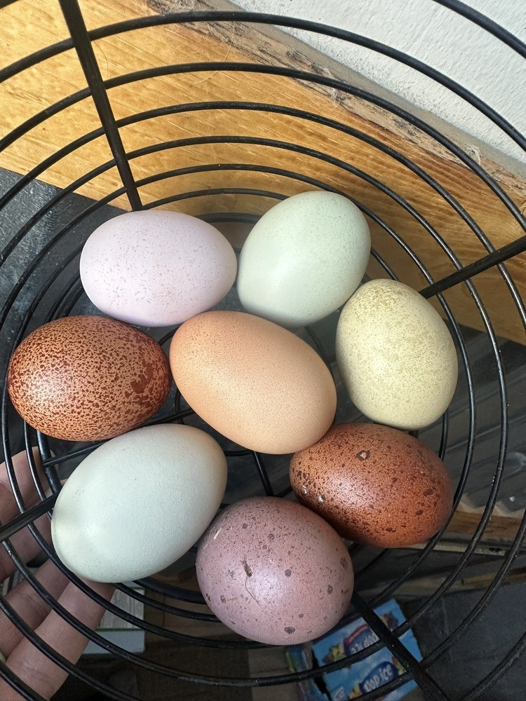 15  Rainbow Hatching Eggs from FREE RANGE CHICKENS