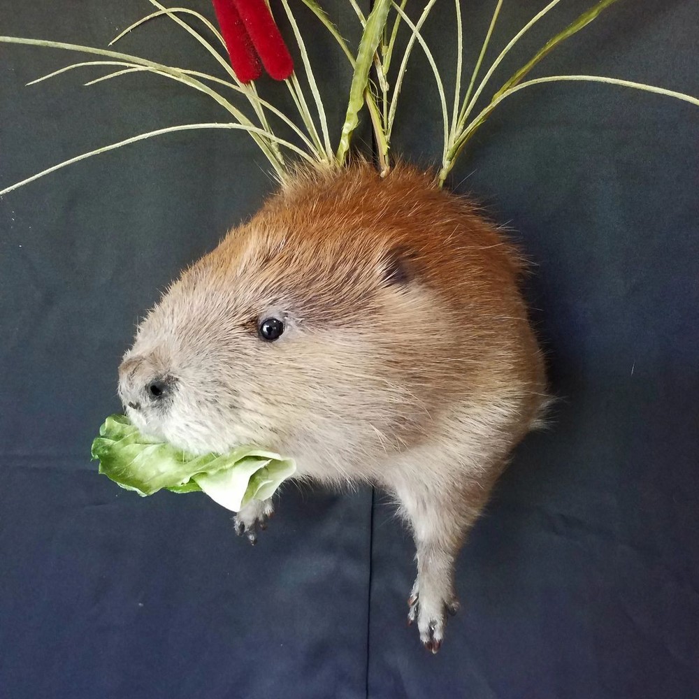 Half Beaver Wall-mount with Reed Background - NEW