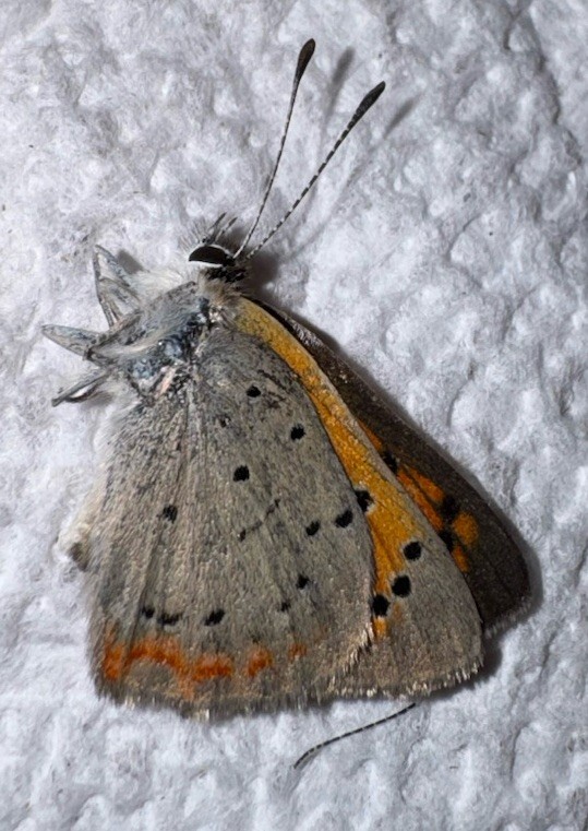 JSRL - Small American Copper - Lycaena phlaeas 1