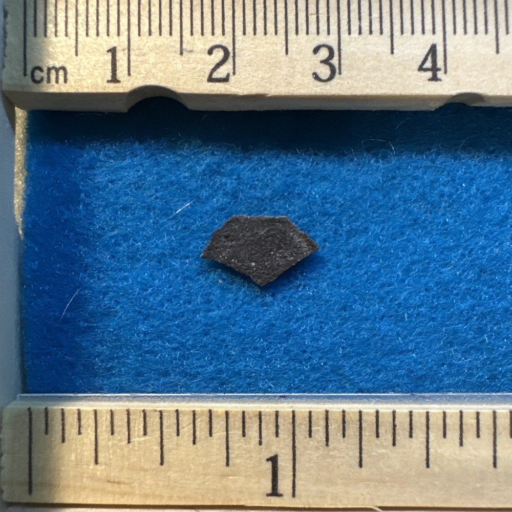 Dryosaurus Extinct Dinosaur Eggshell Fossil Piece in Display Case