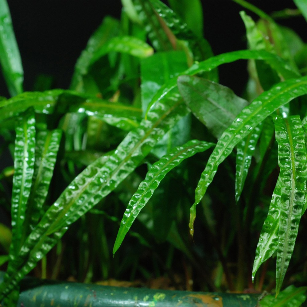 Cryptocoryne Crypt Balansae