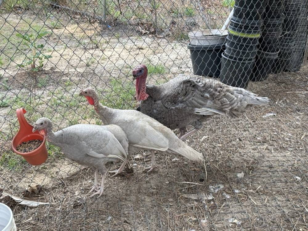 6 + 1 Heritage Blue Slate Turkey Hatching Eggs