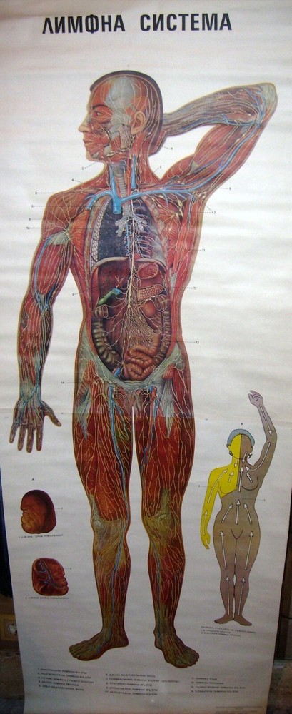 VINTAGE FULL BODY LYMPHATIC SYSTEM EDUCATIONAL PULL DOWN WALL CHART ANATOMY