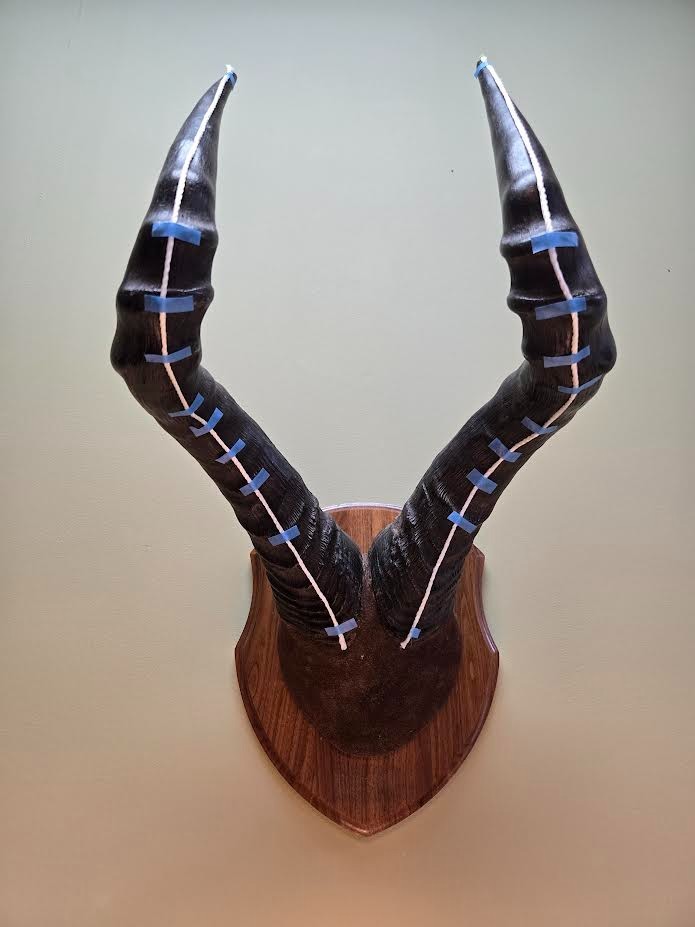Red Hartebeest Plaque Mounted Horns