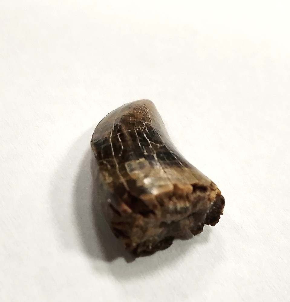 High quality Albertosaurus tooth from the Judith River Formation