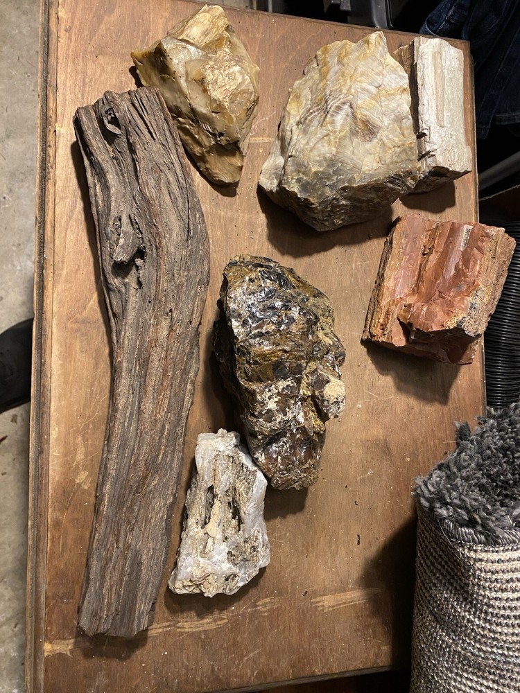 Petrified Wood Collection