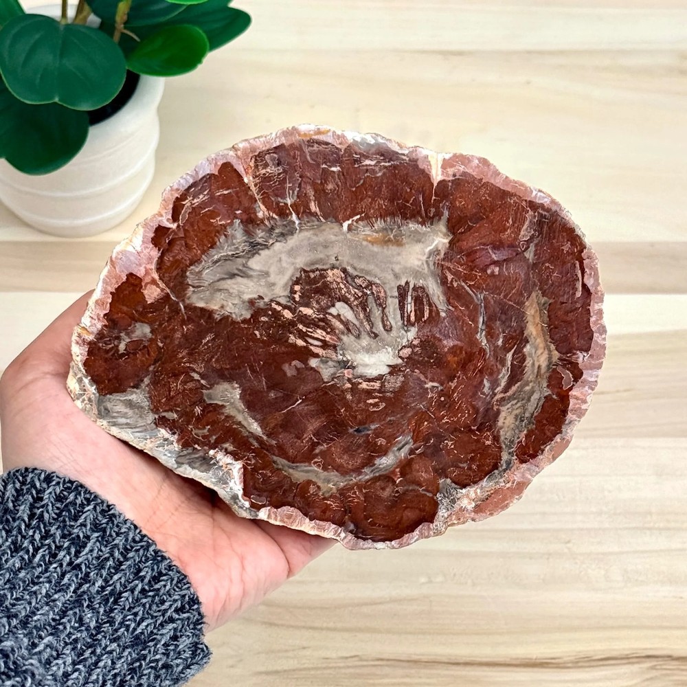 Petrified Wood Slab B